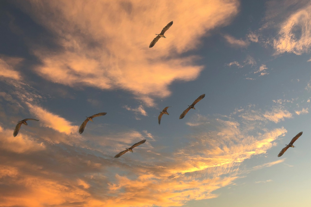 Les migrations climatiques : une réalité croissante