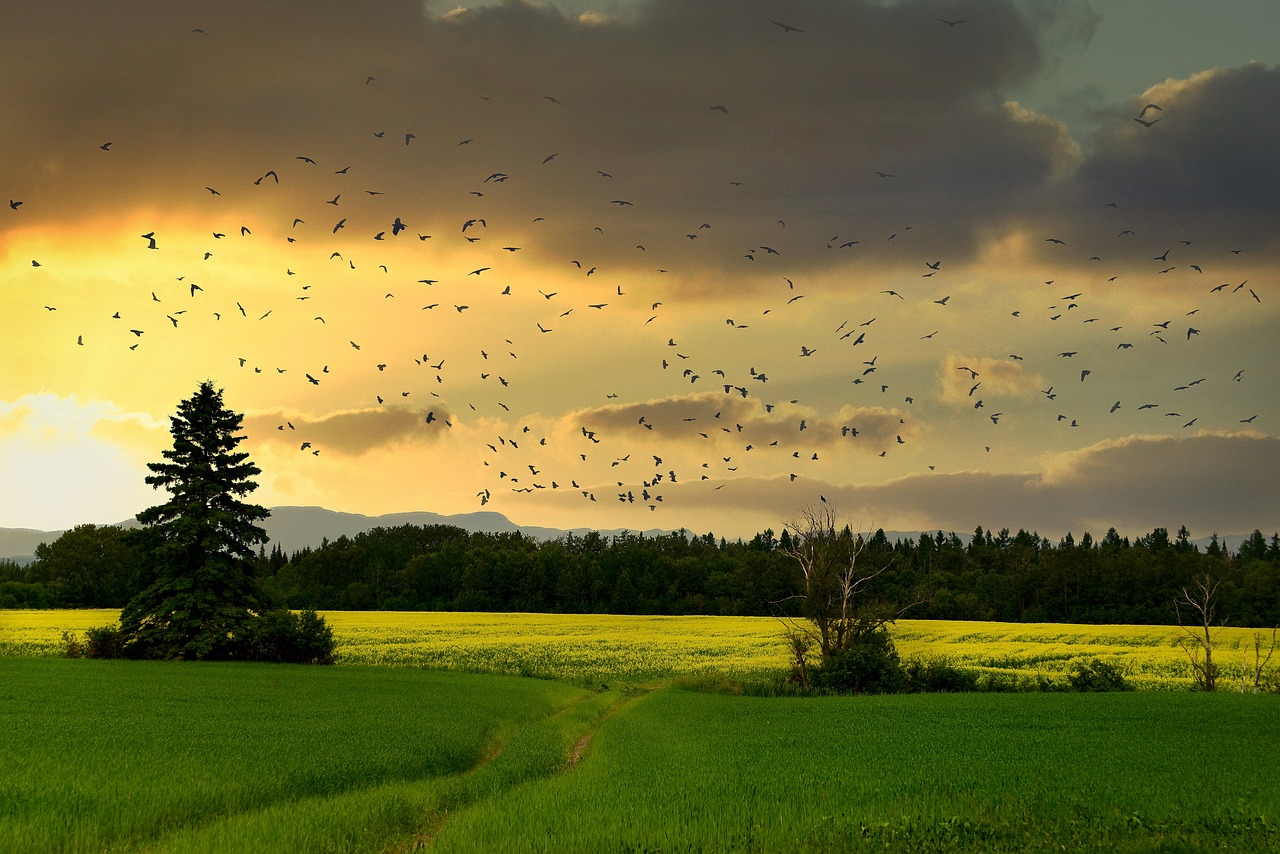 L’importance de la biodiversité pour l’équilibre écologique