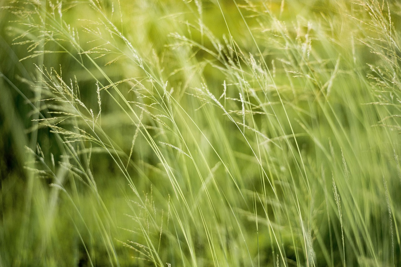 Soutien aux Réserves Essentielles de la Planète : Le Rôle du Fonds Français pour l’Environnement Mondial et de Conservation International