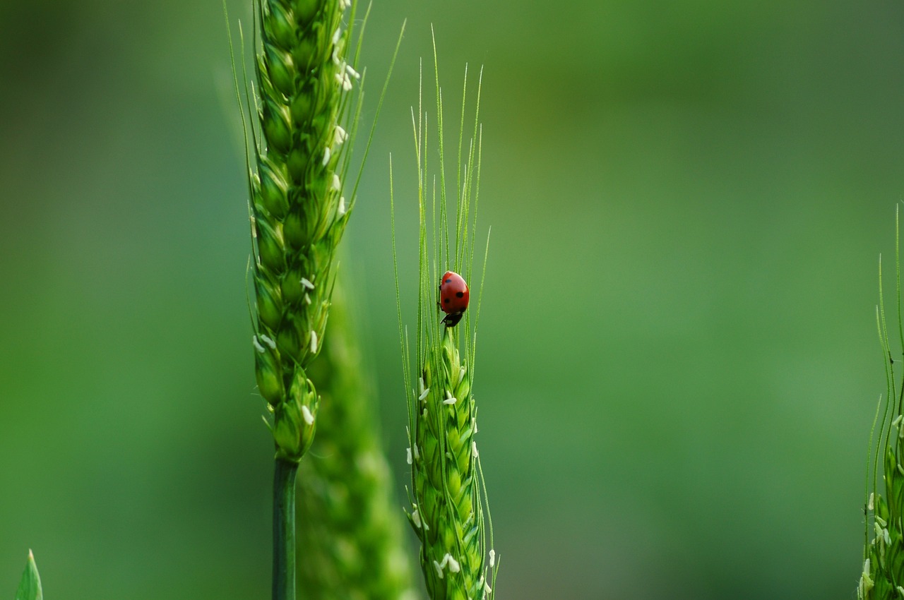 découvrez l'importance de la biodiversité pour notre planète, ses défis actuels et les actions nécessaires pour la préserver. plongez dans l'univers fascinant des écosystèmes et comprenez comment chaque espèce joue un rôle essentiel dans l'équilibre de la nature.