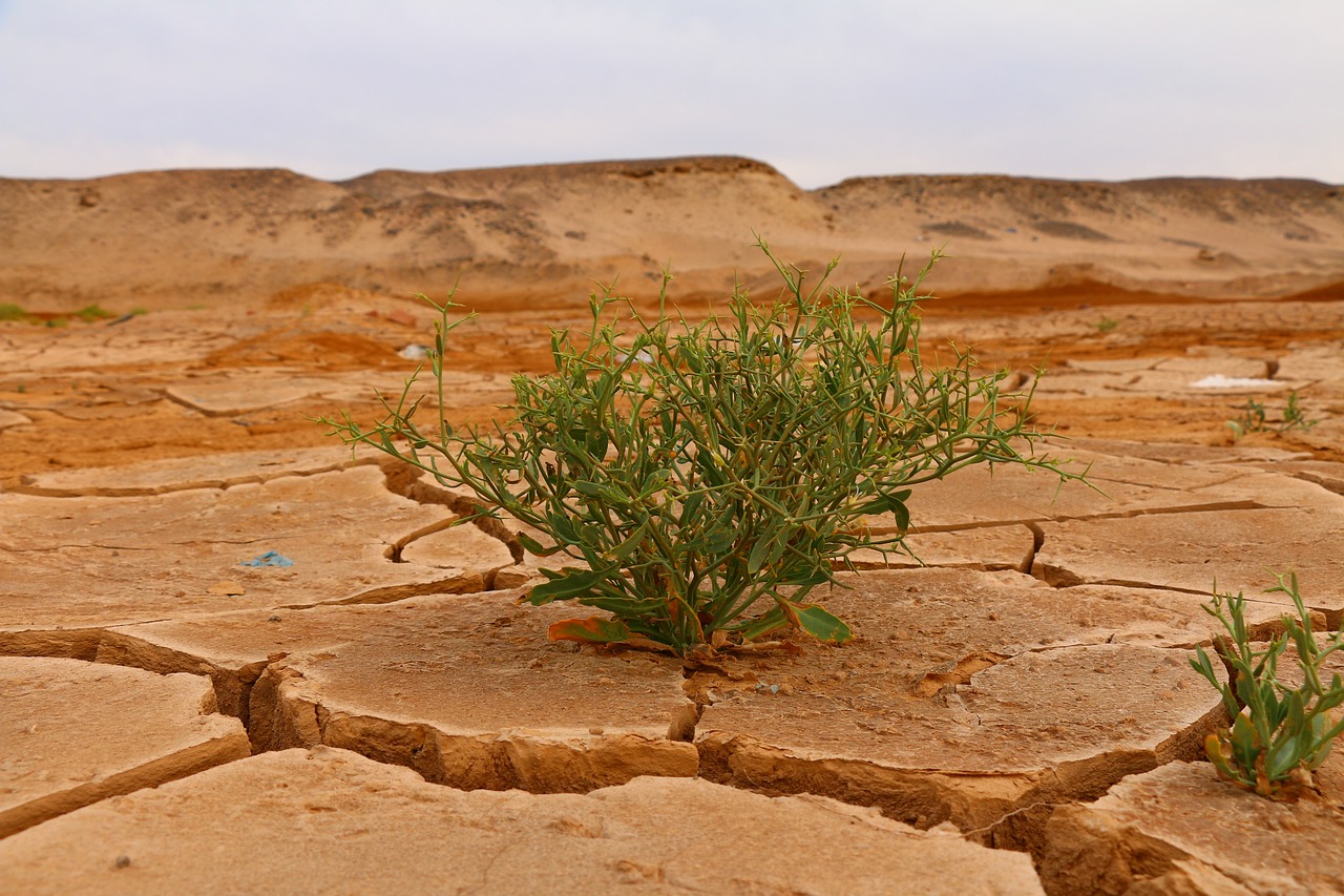 découvrez les enjeux du changement climatique, ses impacts sur notre planète et les solutions pour un avenir durable. informez-vous sur les actions nécessaires pour préserver notre environnement face à cette crise mondiale.