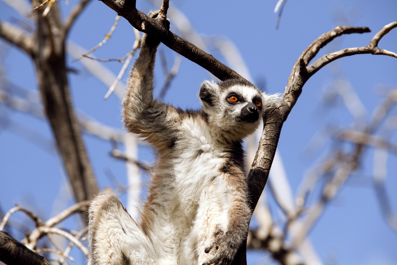 découvrez l'importance de la conservation pour préserver notre planète. explorez des méthodes, des pratiques et des initiatives visant à protéger l'environnement, la biodiversité et les ressources naturelles pour les générations futures.