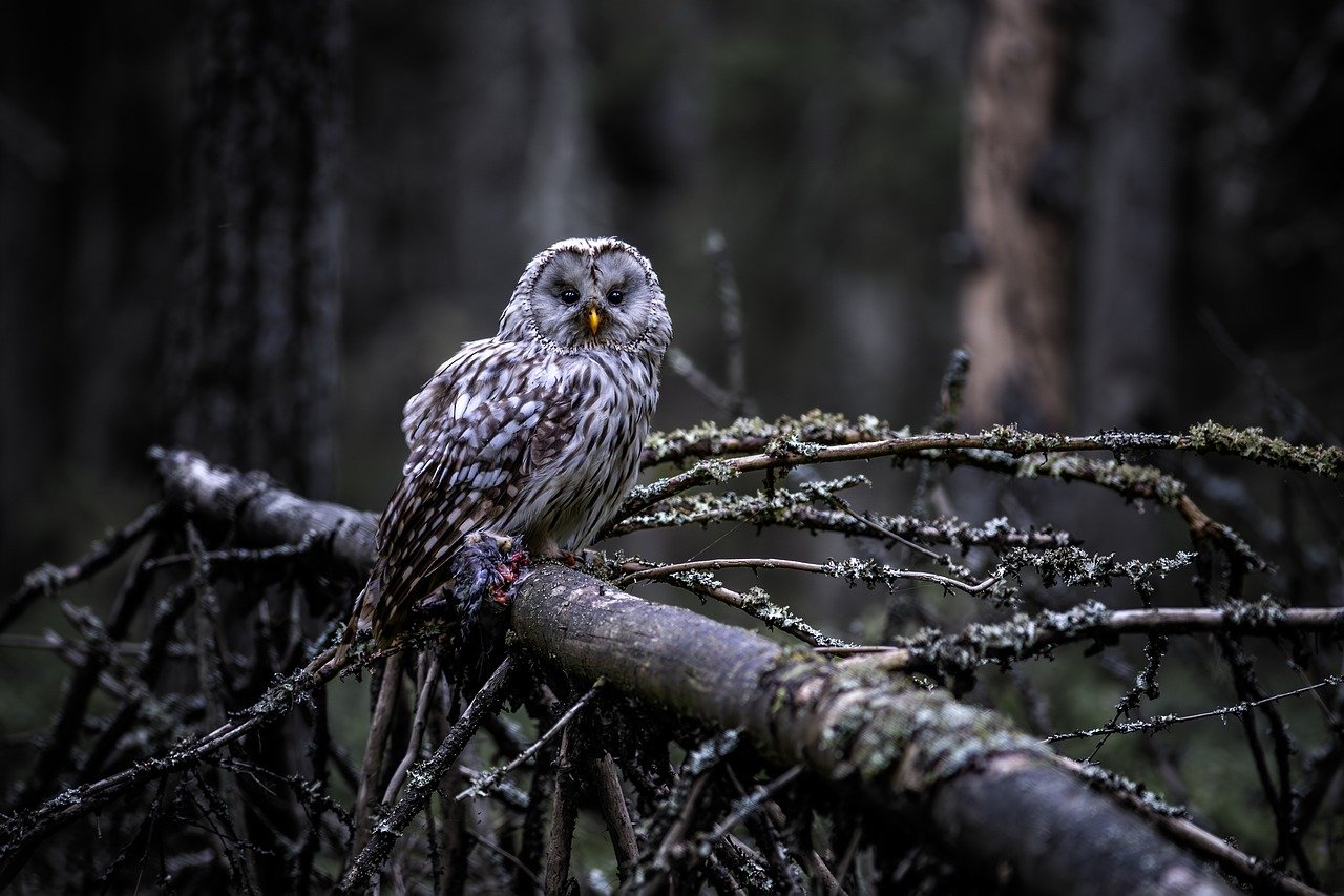 découvrez les espèces menacées, leurs habitats fragiles et les efforts de conservation essentiels pour préserver la biodiversité de notre planète. engagez-vous pour protéger ces créatures vulnérables et leur environnement.