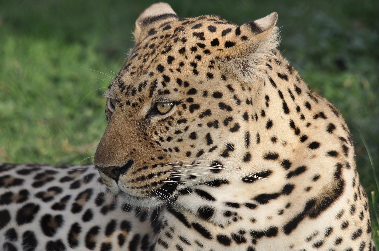 découvrez le monde fascinant des espèces en danger, leur habitat menacé et les efforts de conservation pour préserver notre biodiversité. apprenez comment protéger ces espèces vulnérables et contribuer à leur survie.