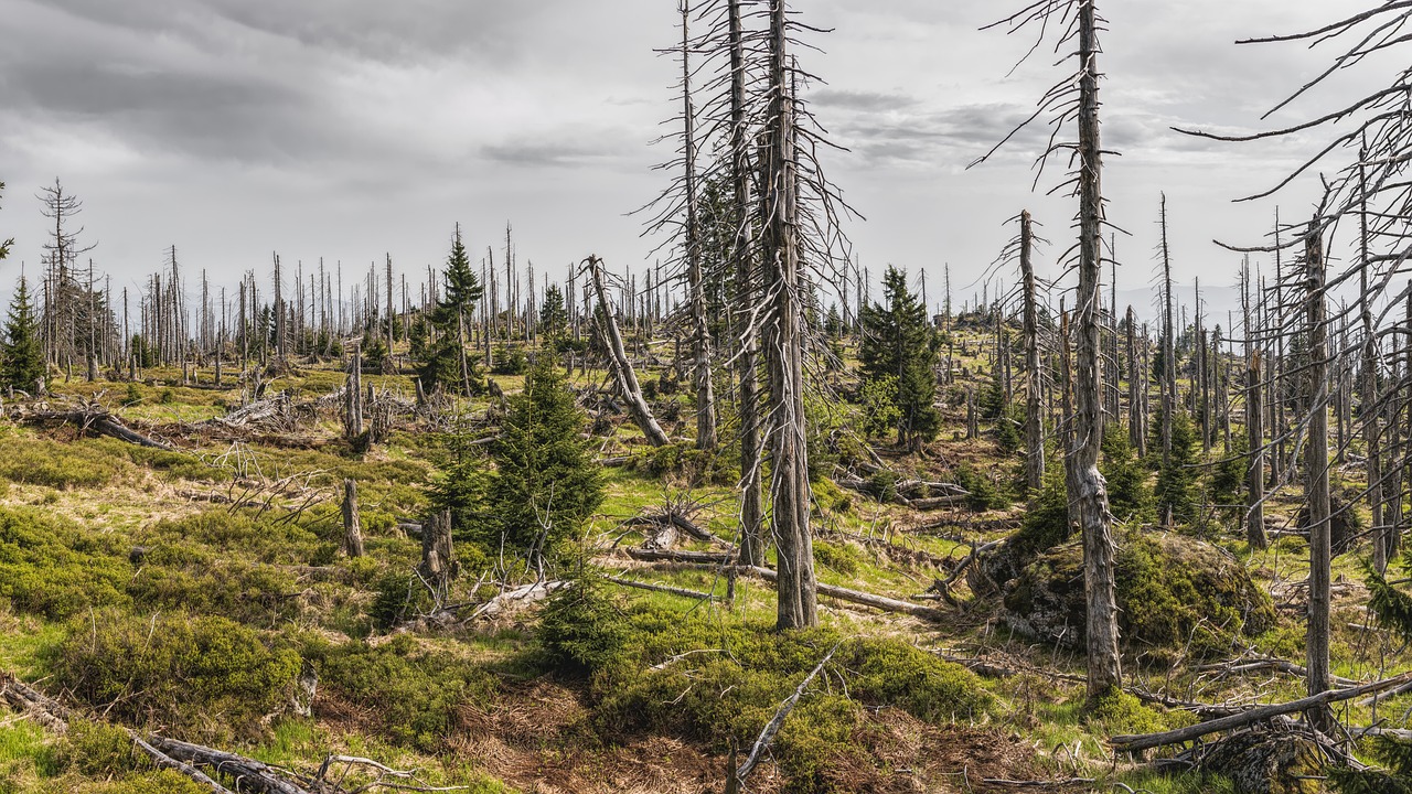 découvrez notre formation spécialisée sur l'environnement, conçue pour sensibiliser et former les professionnels aux enjeux écologiques actuels. apprenez des stratégies durables et des pratiques responsables pour protéger notre planète.