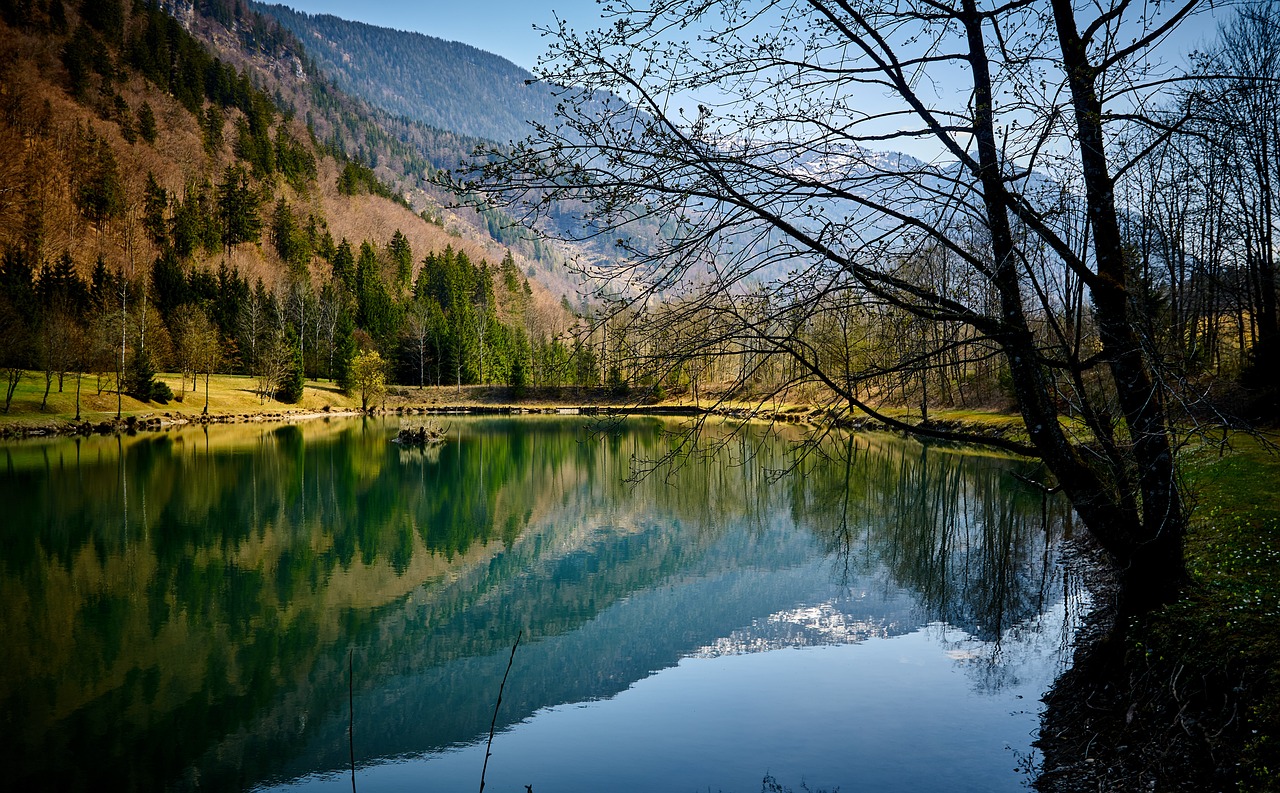 découvrez l'importance des zones forestières protégées pour la biodiversité et la préservation de notre environnement. apprenez comment ces espaces uniques contribuent à la lutte contre le changement climatique et à la sauvegarde des écosystèmes.