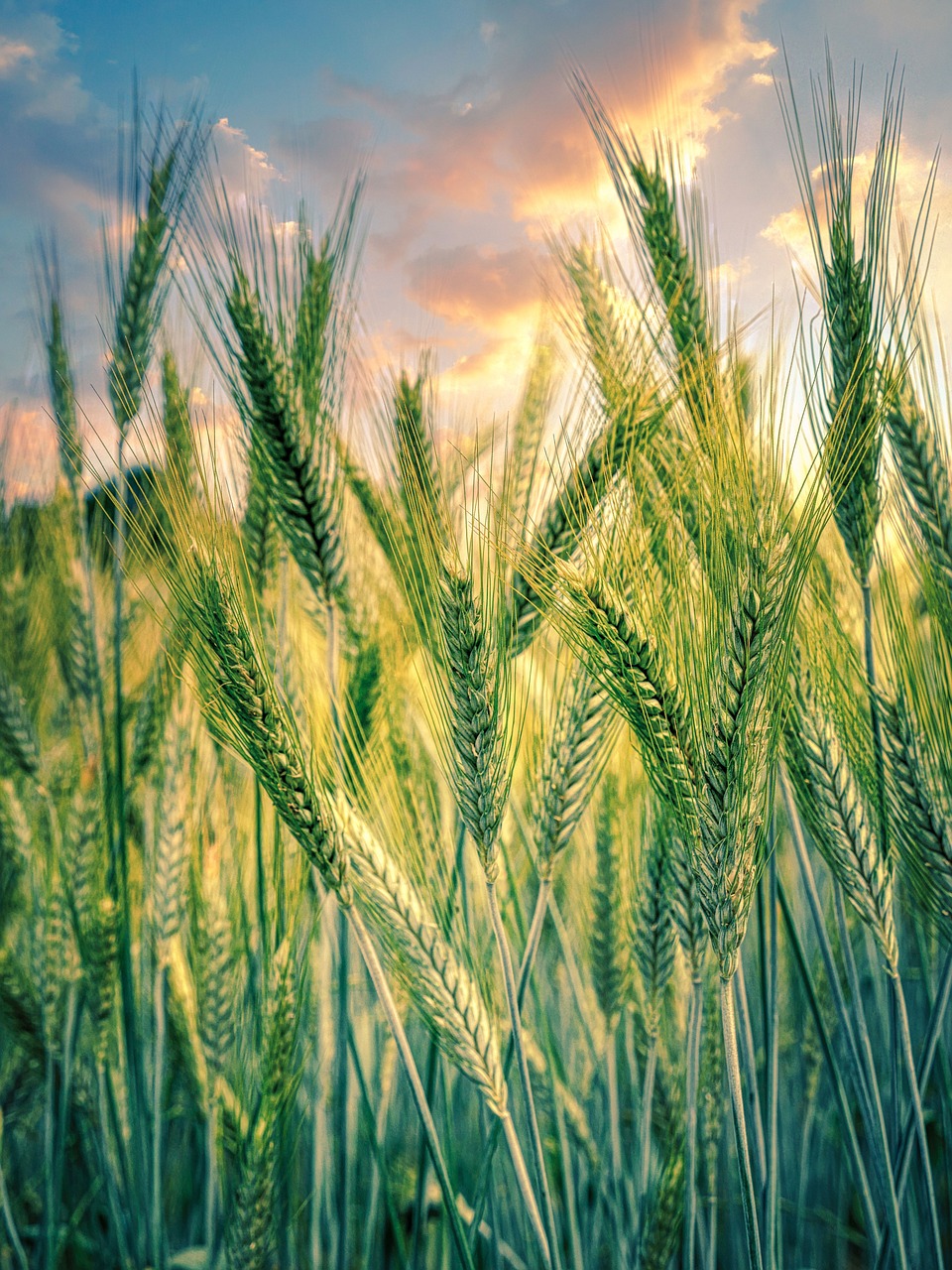 découvrez les pratiques d'agriculture durable qui préservent l'environnement, favorisent la biodiversité et garantissent des récoltes saines pour les générations futures. adoptez des méthodes respectueuses de la nature et engagez-vous pour un avenir agricole plus responsable.