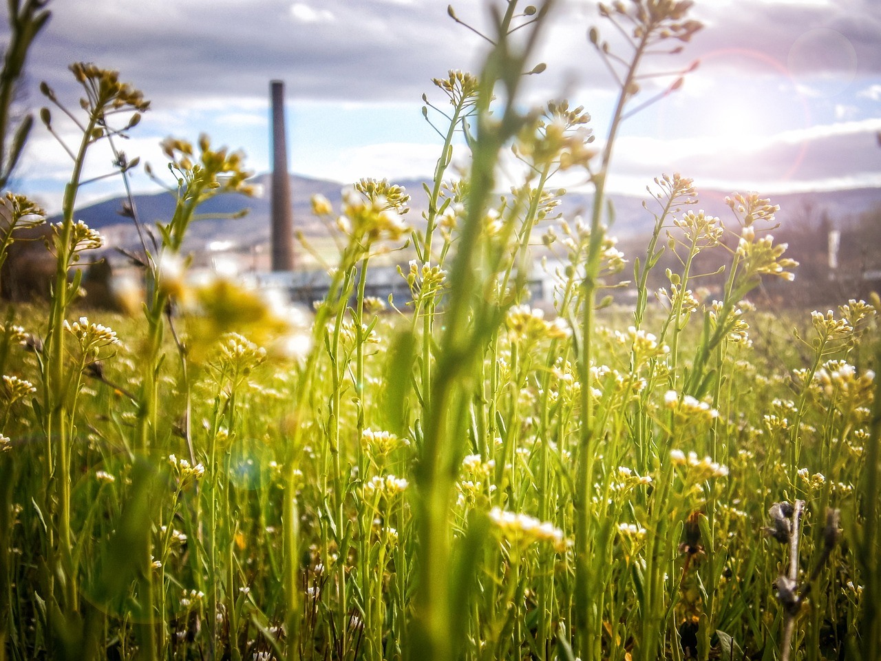 découvrez comment construire un avenir durable grâce à des pratiques éco-responsables et des innovations respectueuses de l'environnement. engagez-vous pour un monde meilleur dès aujourd'hui.