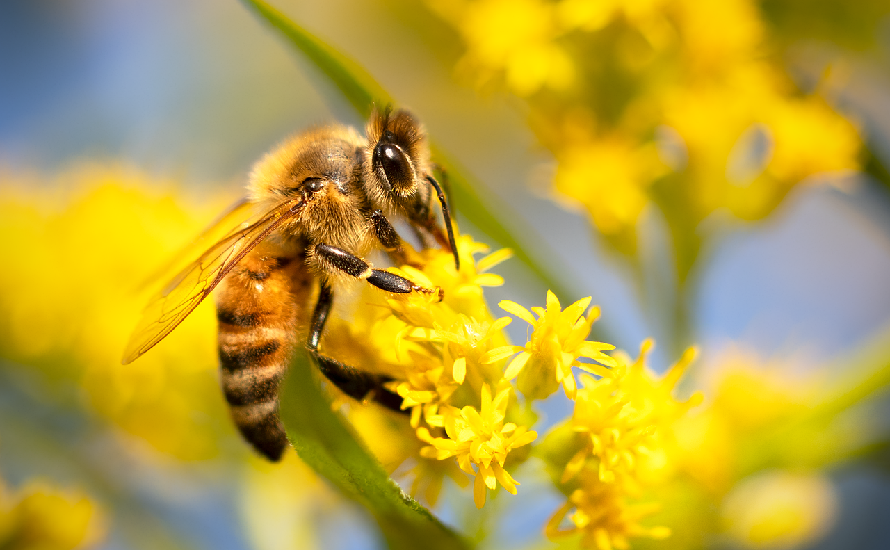 découvrez l'importance des pollinisateurs pour notre écosystème. apprenez comment ces créatures essentielles, comme les abeilles et les papillons, contribuent à la biodiversité et à la production alimentaire. protégeons ensemble ces acteurs clés de la nature!