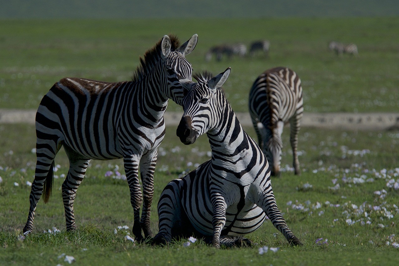 Interactions entre climat et biodiversité : enjeux et perspectives