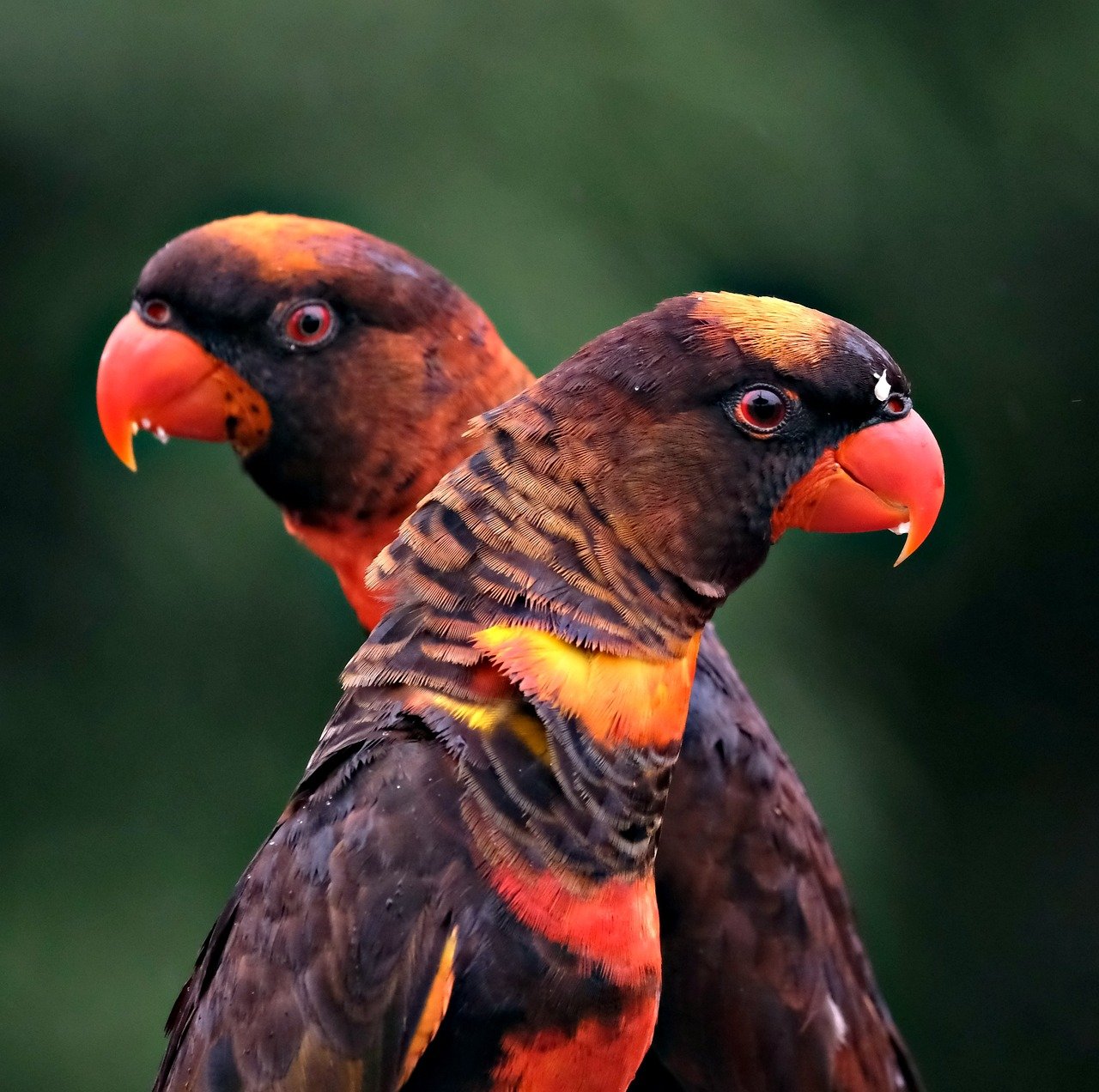 découvrez le monde fascinant de la faune, ses espèces incroyables et leur habitat naturel. plongez dans l'univers sauvage à travers nos articles, photos et vidéos captivants.