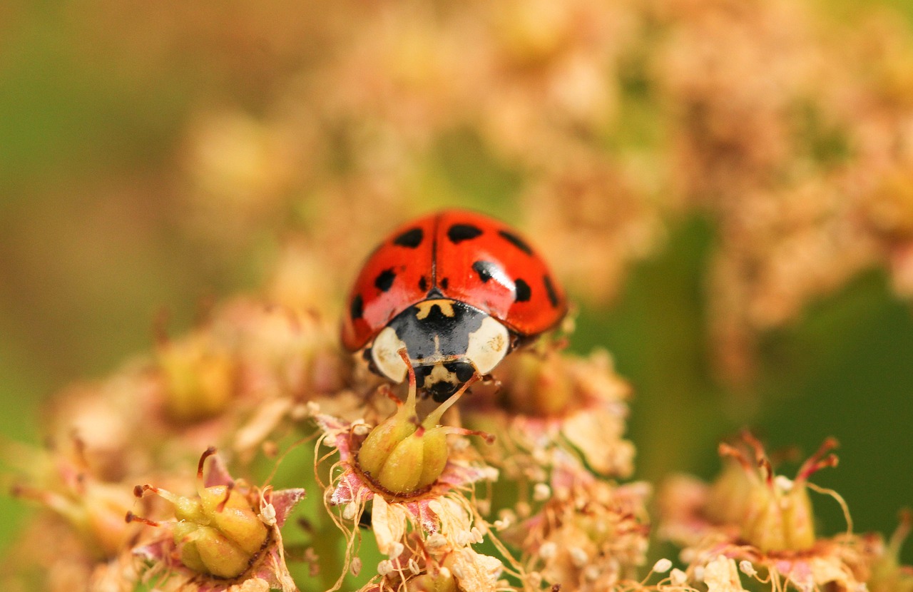 découvrez le phénomène des espèces invasives, leur impact sur les écosystèmes, la biodiversité et les économies locales. apprenez comment prévenir leur propagation et protéger notre environnement.