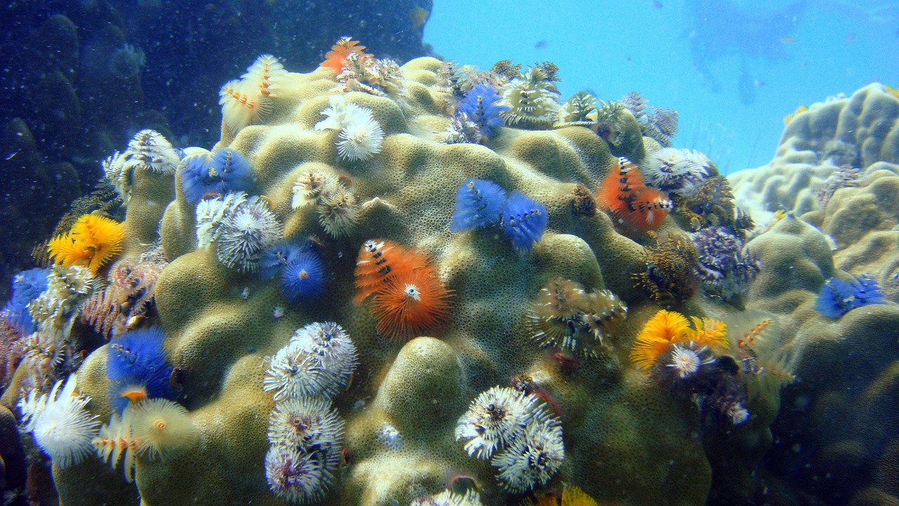 découvrez les écosystèmes marins, leur diversité incroyable et l'importance cruciale qu'ils jouent dans notre planète. apprenez comment ils interagissent avec l'environnement et les menaces qui pèsent sur ces écosystèmes fragiles.