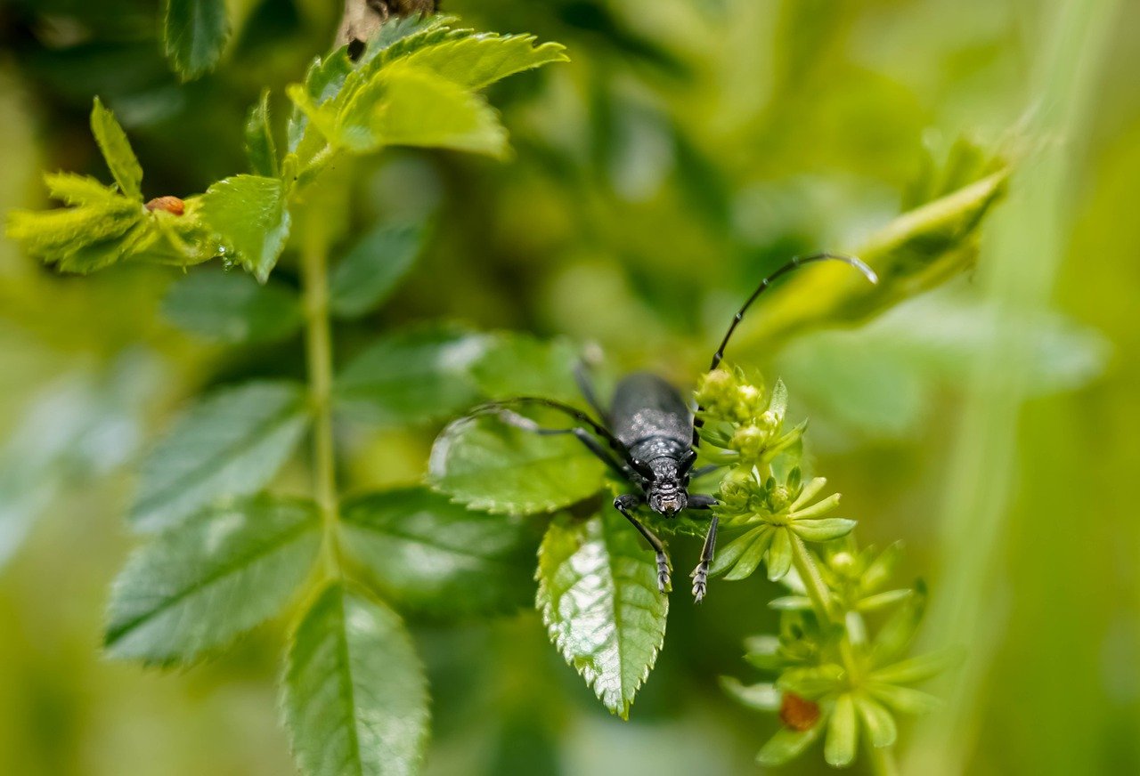 découvrez la beauté des réserves naturelles, sanctuaires de biodiversité où flore et faune prospèrent en harmonie. explorez les paysages préservés et engagez-vous dans la protection de notre planète.