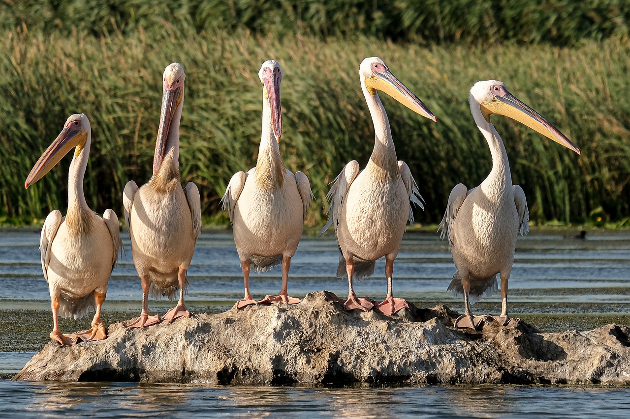 découvrez l'importance de la sensibilisation à la conservation de la faune. apprenez comment protéger notre biodiversité et soutenir les initiatives pour préserver les espèces menacées. engagez-vous pour un avenir durable en faveur de la nature!