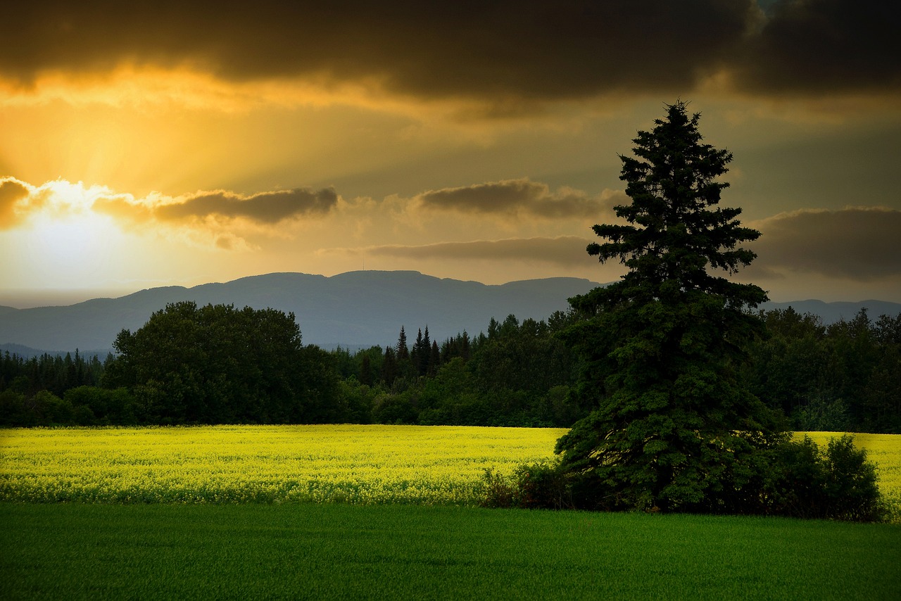 découvrez les écosystèmes, ces réseaux complexes d'interactions entre organismes vivants et leur environnement. explorez l'importance de la biodiversité, les menaces pesant sur les habitats naturels et les initiatives de conservation qui visent à protéger notre planète pour les générations futures.