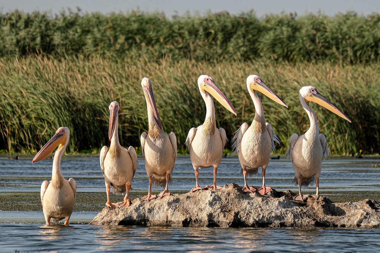 découvrez l'écotourisme, une forme de voyage responsable qui préserve l'environnement et favorise les cultures locales. explorez des destinations uniques tout en soutenant la biodiversité et en vous engageant dans des pratiques durables.