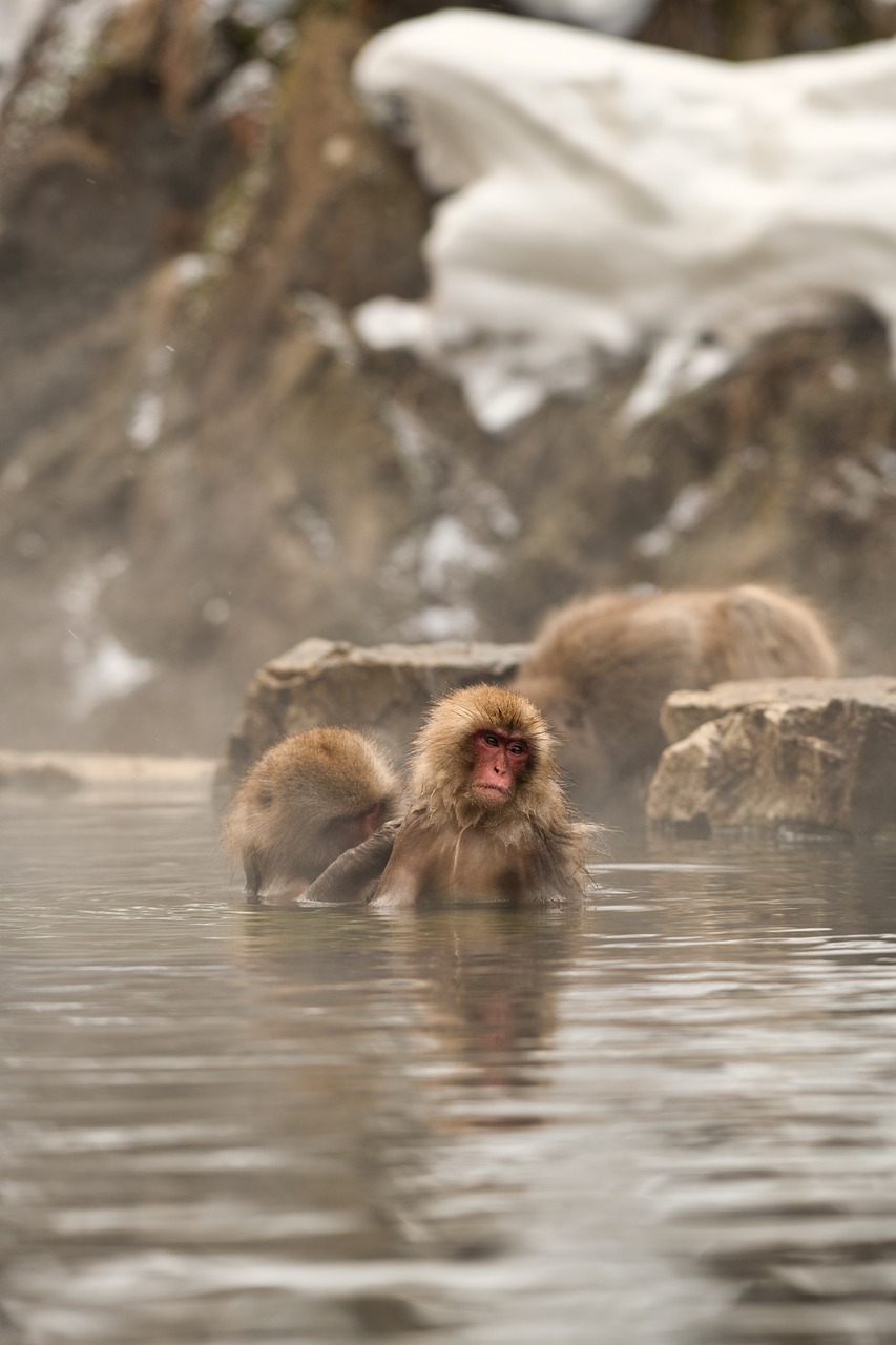 découvrez l'écotourisme : une forme de voyage responsable qui préserve la biodiversité et soutient les communautés locales. explorez des destinations naturelles tout en minimisant votre impact sur l'environnement.