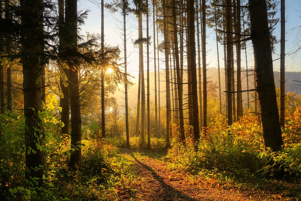 découvrez la beauté et la diversité des forêts, des écosystèmes vitaux pour notre planète. plongez dans l'univers fascinant des arbres majestueux, de la faune variée et des bienfaits pour l'environnement et la santé.