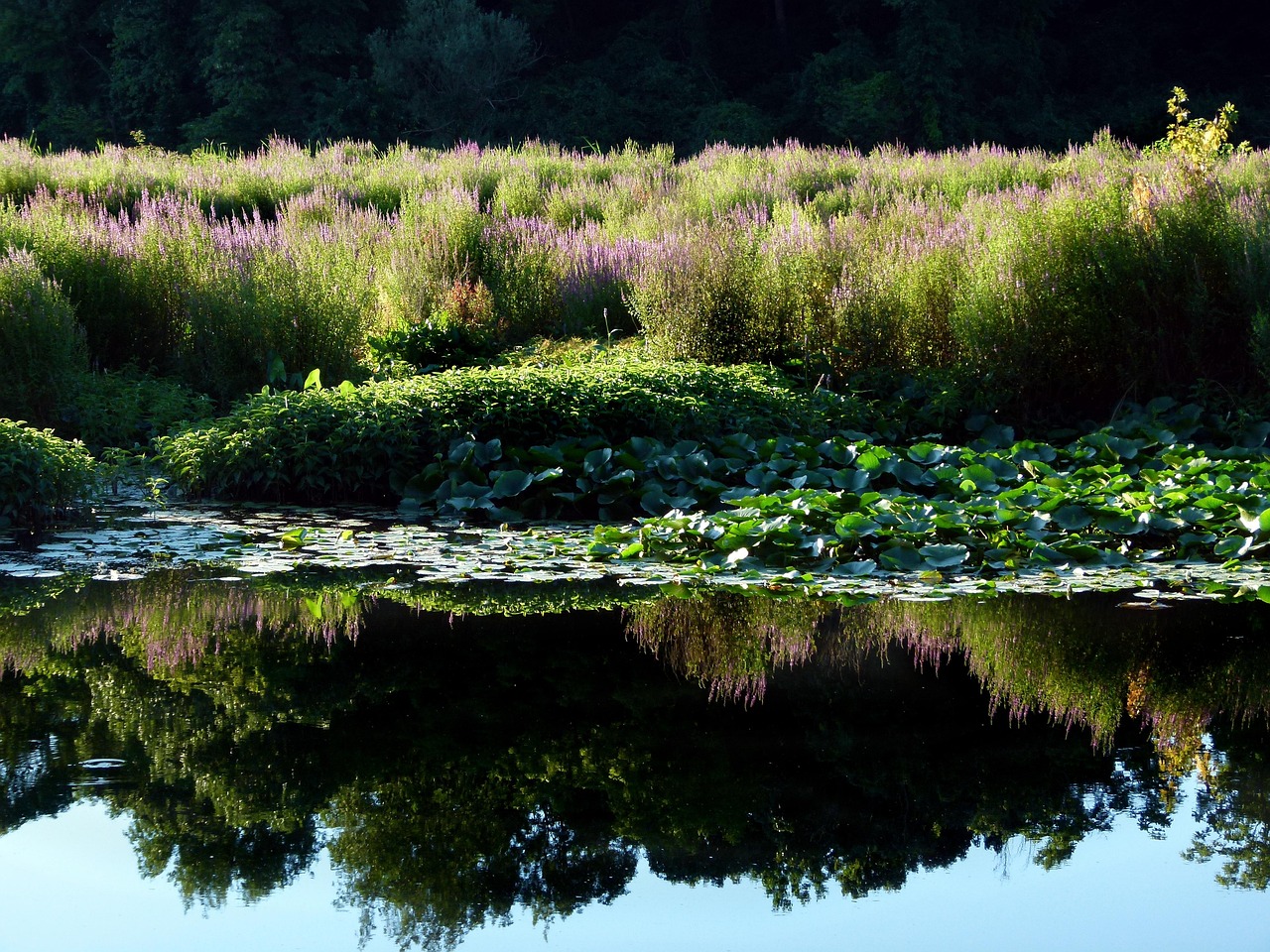 découvrez le phénomène des espèces invasives : leur impact sur les écosystèmes, les menaces qu'elles représentent pour la biodiversité et les solutions pour les contrôler. informez-vous sur les stratégies de prévention et d'intervention pour préserver notre environnement.