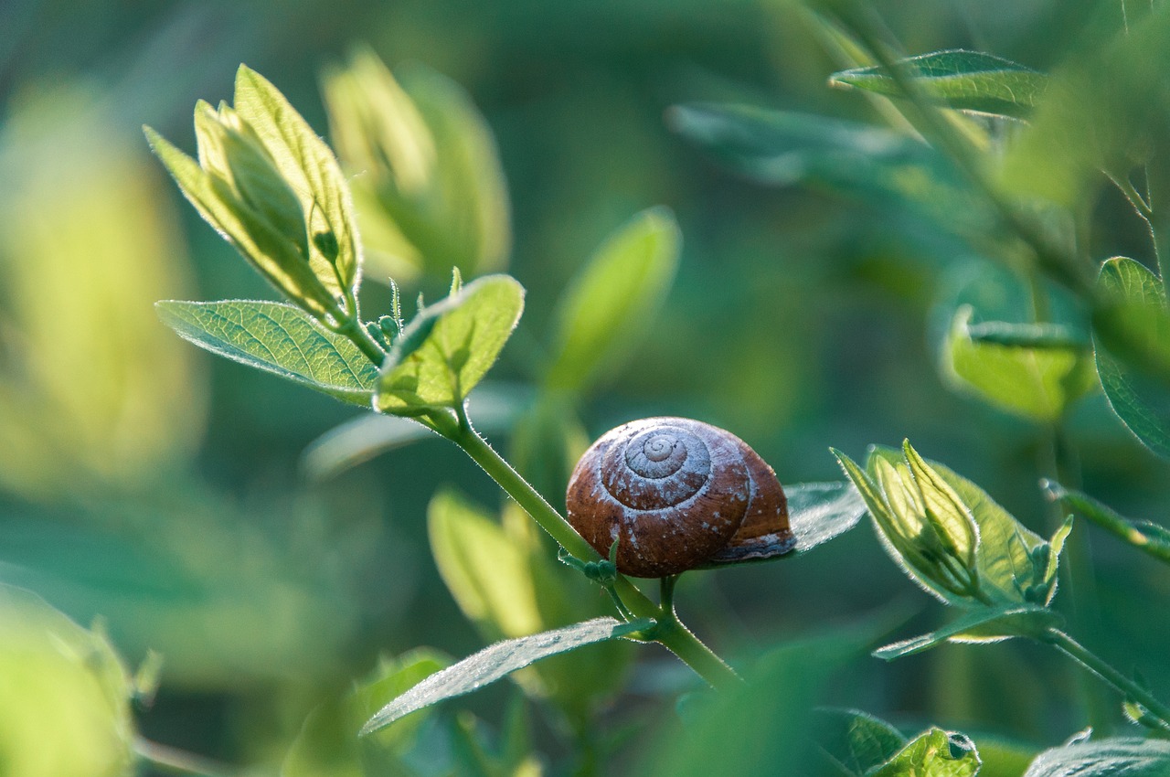 découvrez les espèces invasives et leur impact sur les écosystèmes. apprenez comment elles perturbent la biodiversité et les mesures à prendre pour les contrôler.