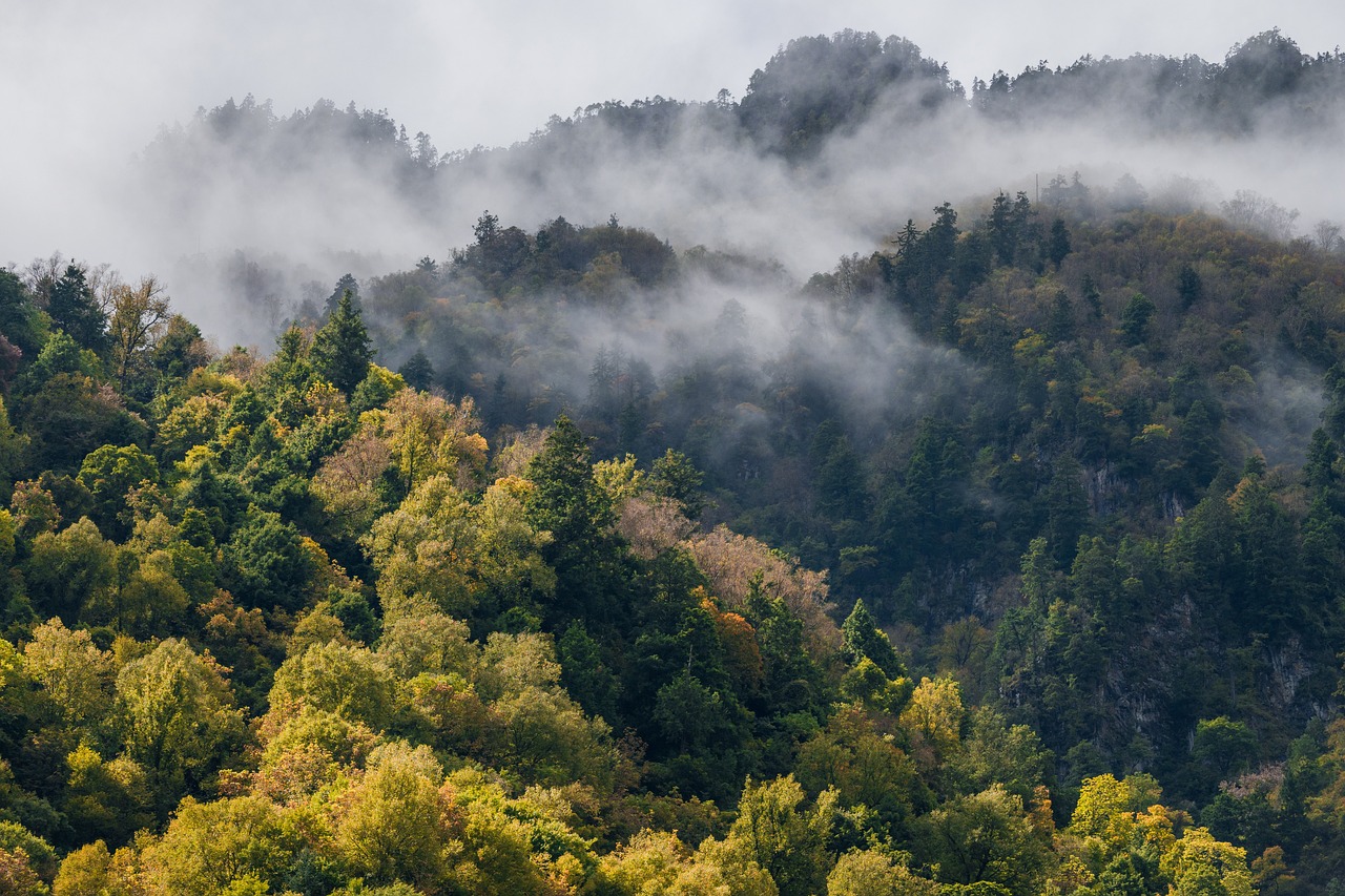 découvrez l'envoûtante beauté des forêts de montagne, où la nature s'épanouit dans un mélange de paysages majestueux, de biodiversité riche et d'activités de plein air exaltantes. explorez ces havres de paix et reconnectez-vous avec la nature.