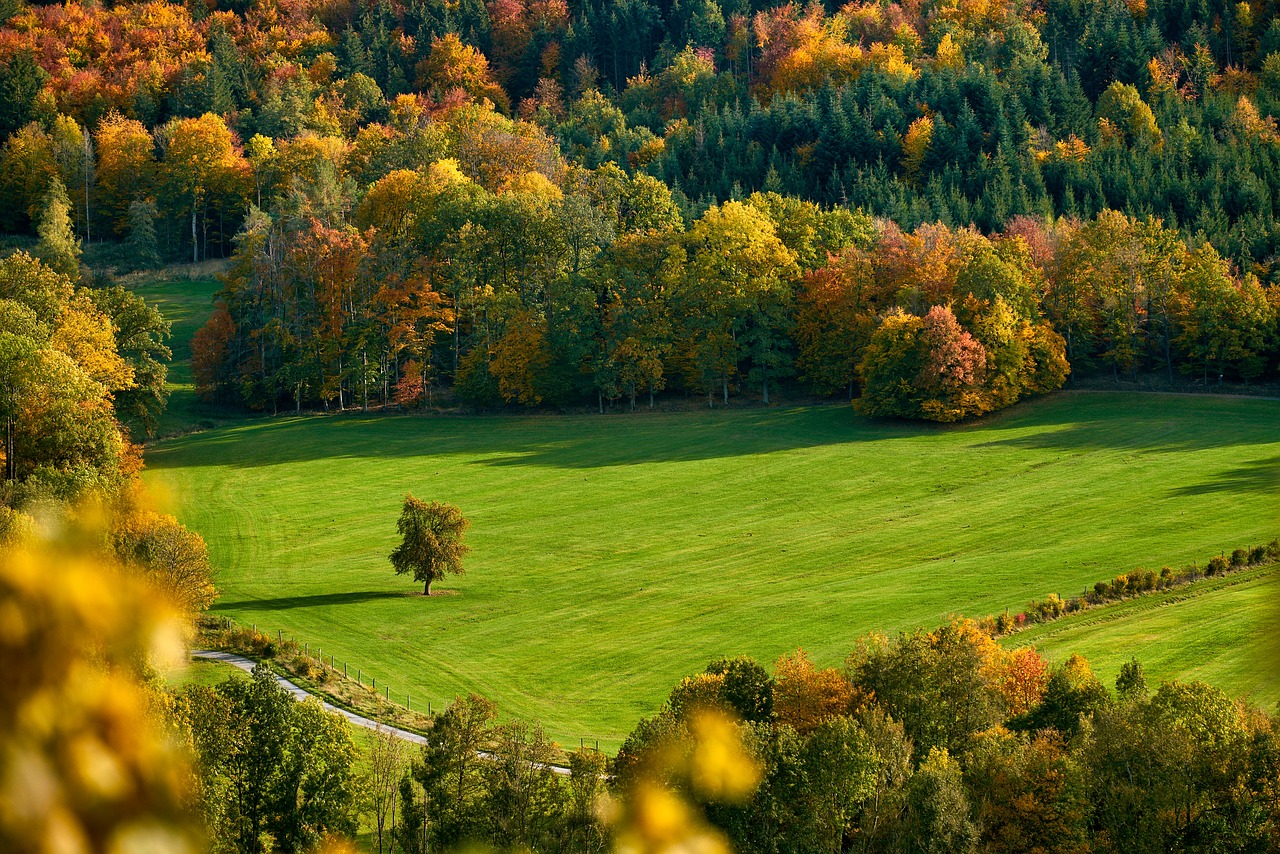 découvrez la beauté des forêts montagnardes, un écosystème riche en biodiversité où la nature s'épanouit. explorez des sentiers enchanteurs, écoutez le chant des oiseaux et respirez l'air pur des cimes. parfait pour les amoureux de la nature et les aventuriers !