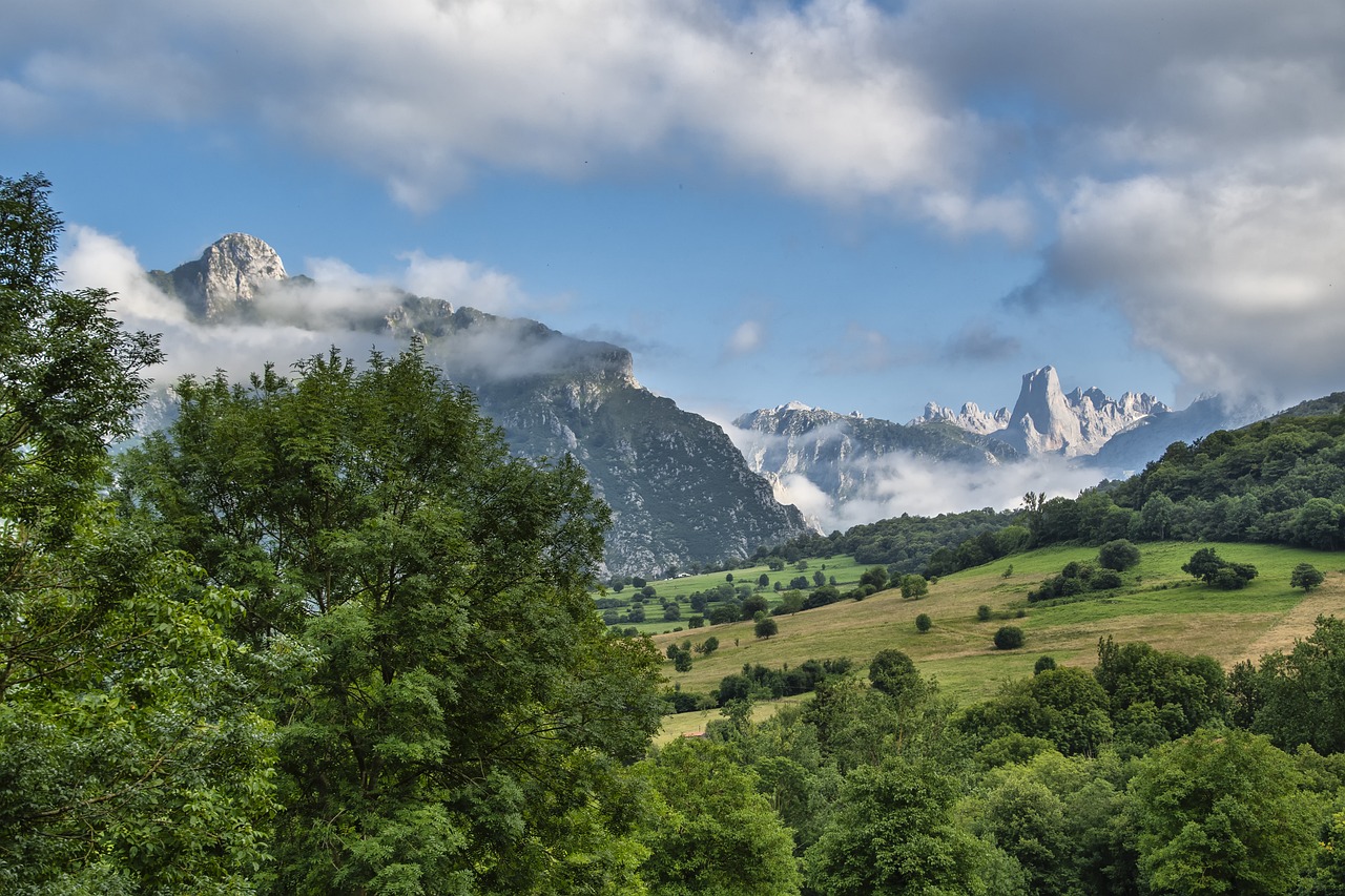 explorez les forêts de montagne, des écosystèmes majestueux où la nature s'épanouit dans toute sa splendeur. découvrez la biodiversité unique, les paysages époustouflants et les activités en plein air qui font des forêts de montagne une destination incontournable pour les amoureux de la nature.