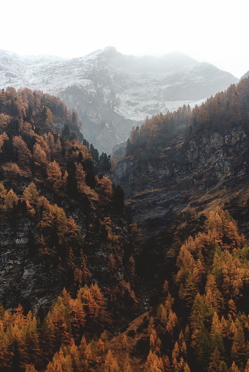 découvrez les forêts de montagne, des écosystèmes fascinants où la biodiversité prospère. explorez des paysages majestueux, des sentiers de randonnée pittoresques et la richesse de la faune et de la flore qui font des forêts de montagne un lieu unique à visiter et à protéger.