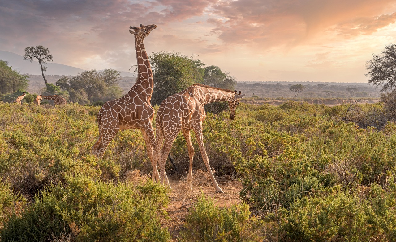 explorez la beauté et la biodiversité des réserves naturelles. découvrez des écosystèmes préservés, des espèces uniques et des paysages à couper le souffle tout en apprenant sur la protection de l'environnement.