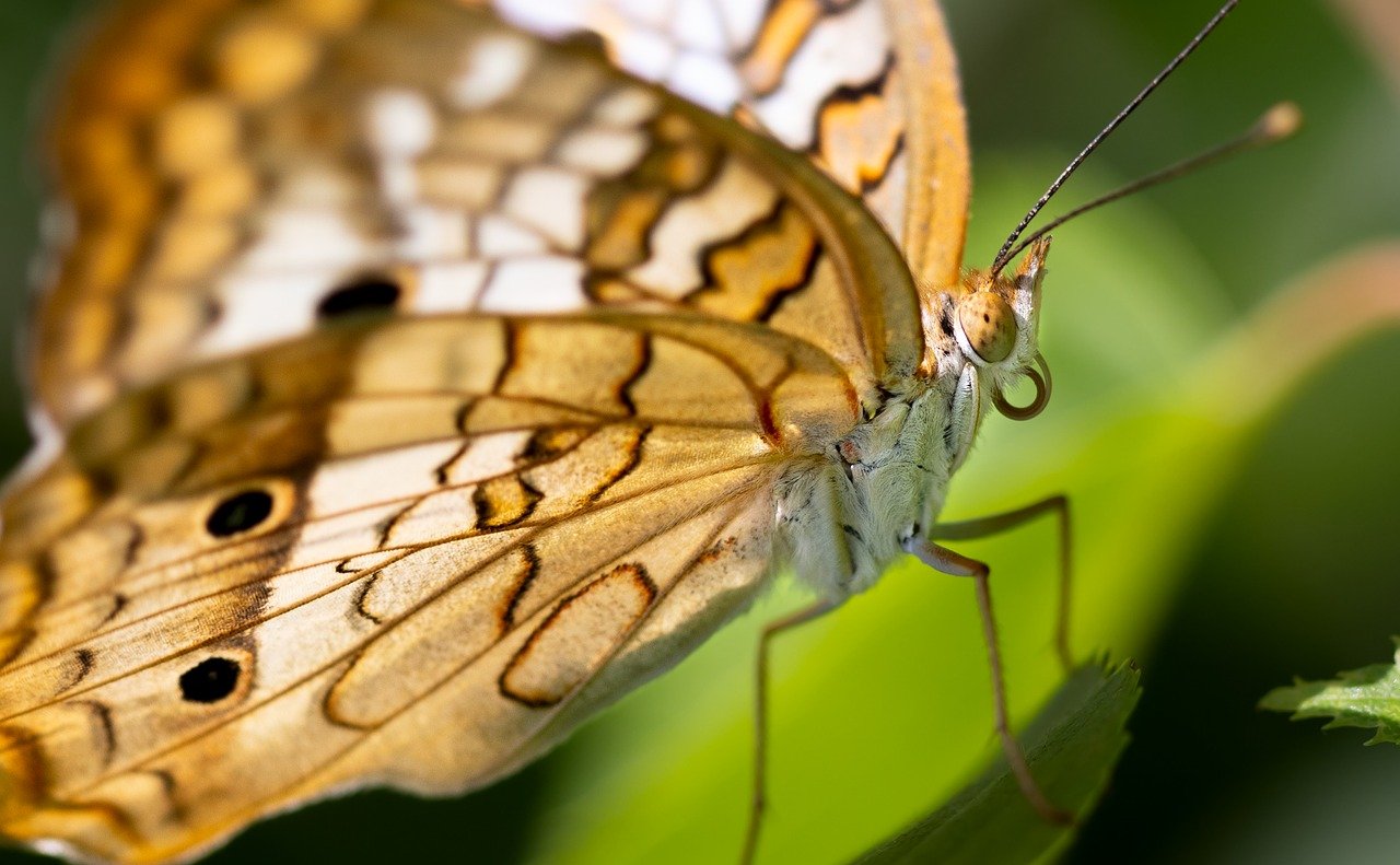 découvrez l'importance des pollinisateurs pour notre écosystème et l'agriculture. apprenez comment ces créatures indispensables contribuent à la biodiversité et comment les protéger pour un avenir durable.