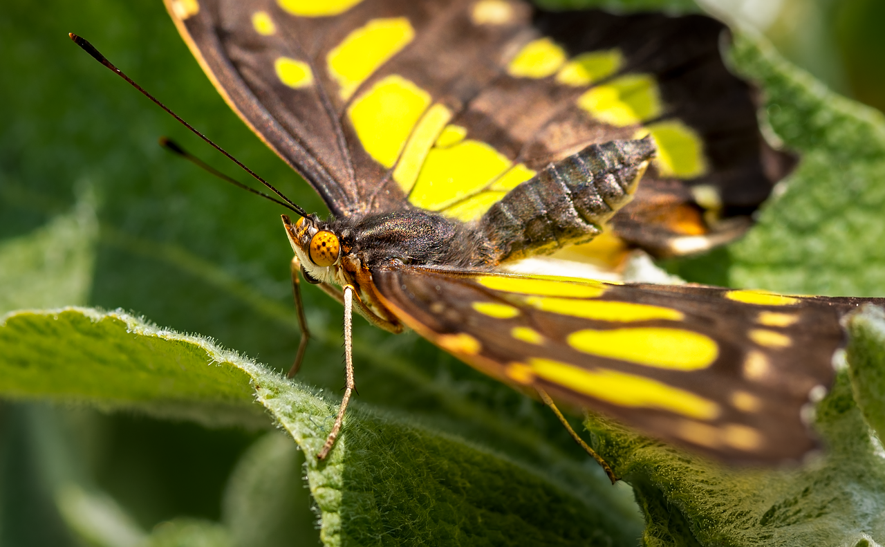 découvrez l'importance des pollinisateurs dans notre écosystème. apprenez comment ces créatures essentielles, telles que les abeilles et les papillons, contribuent à la pollinisation des plantes, à la biodiversité et à la production alimentaire. protégez-les pour préserver notre environnement.