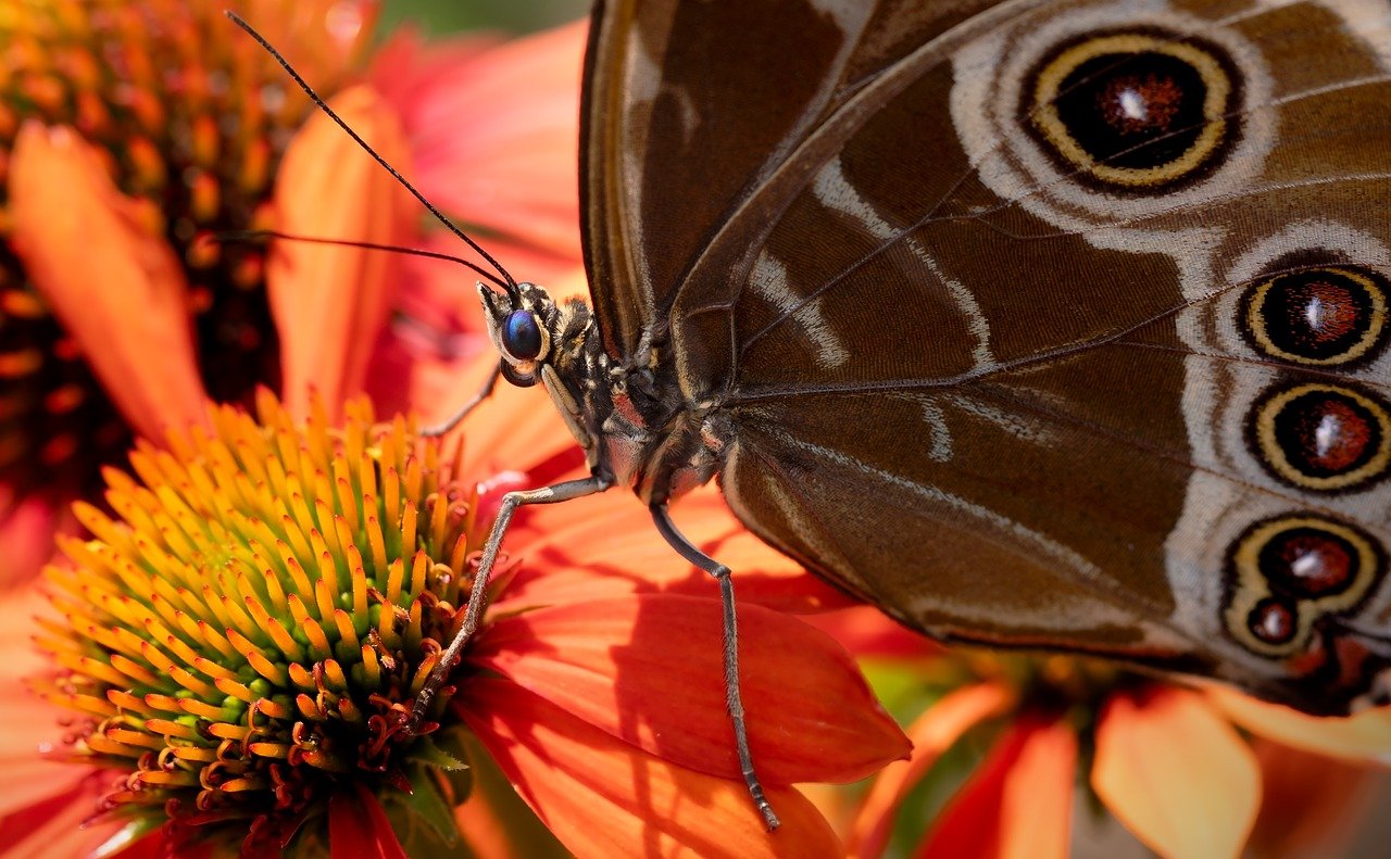 découvrez l'importance des pollinisateurs pour notre écosystème, leur rôle essentiel dans la pollinisation des plantes et leur impact sur la biodiversité, la production alimentaire et la santé de la planète.