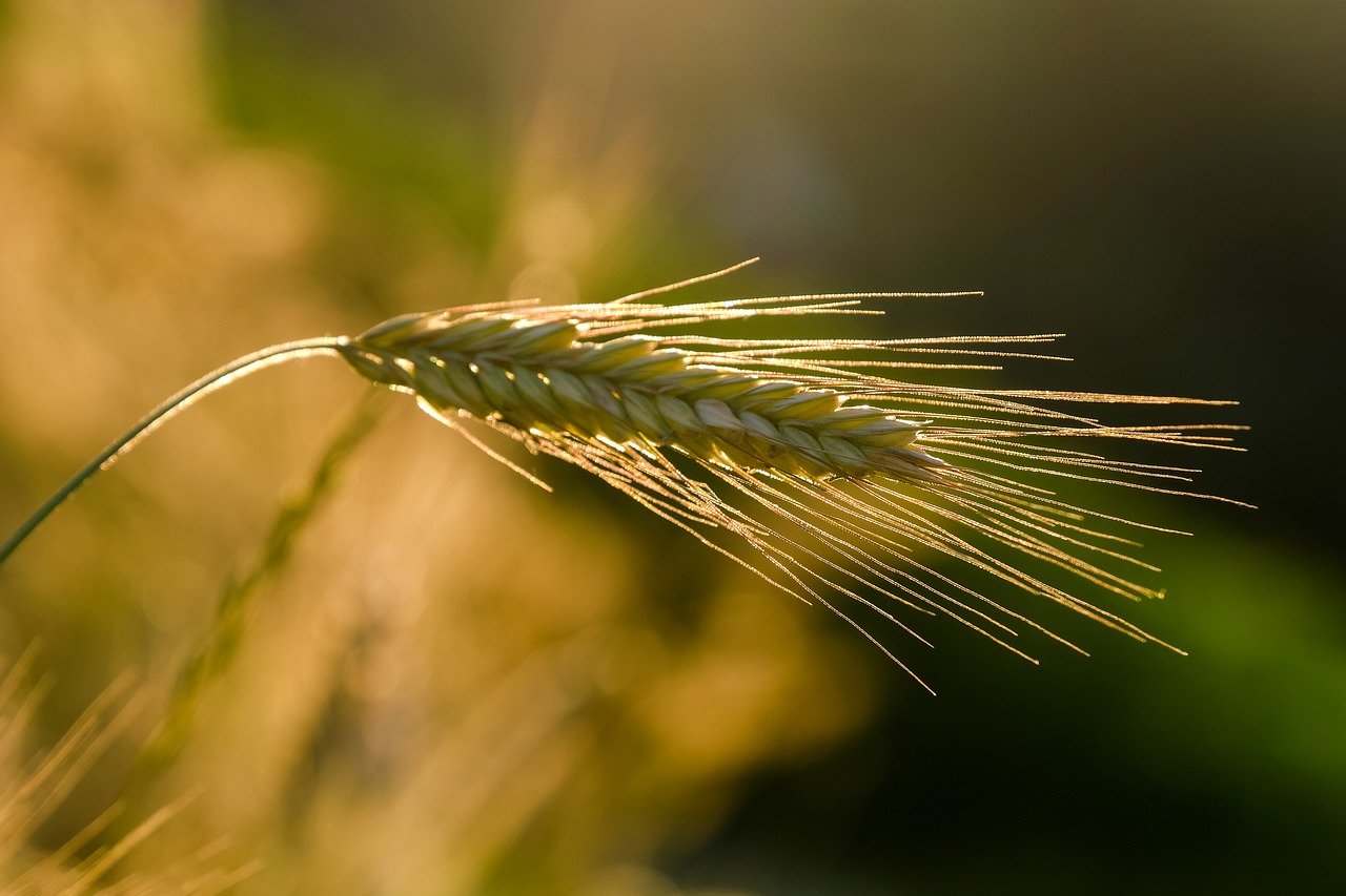 découvrez l'agriculture durable : une approche respectueuse de l'environnement qui favorise la biodiversité, réduit l'utilisation de produits chimiques, et assure une production alimentaire responsable pour les générations futures.