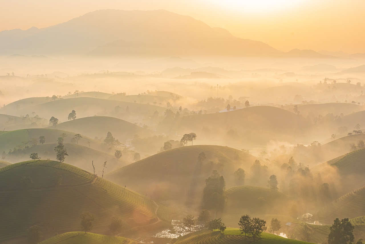 découvrez l'importance des plantations d'arbres pour l'environnement, la biodiversité et la lutte contre le changement climatique. explorez les différentes méthodes de plantation, les espèces recommandées et les avantages d'un engagement durable pour un avenir plus vert.