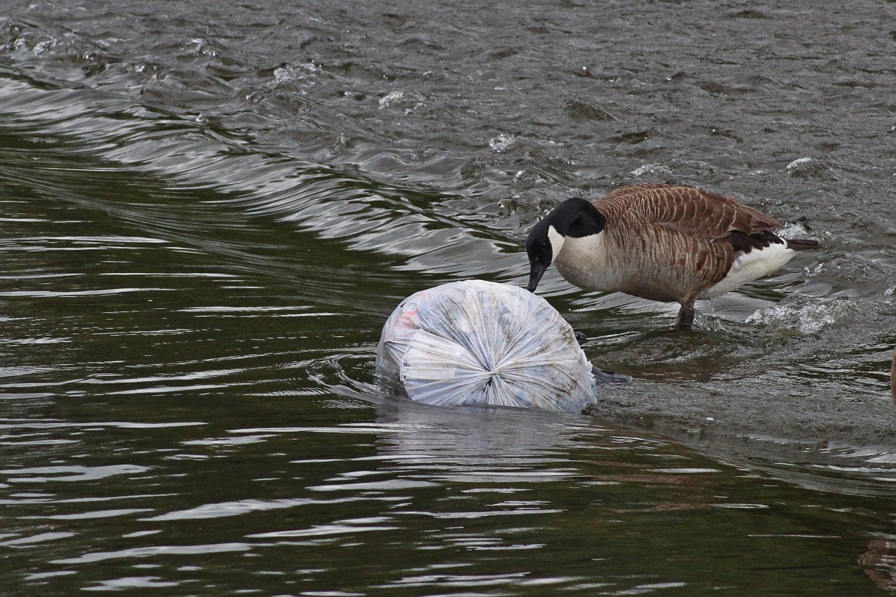 découvrez les causes et impacts de la pollution de l'eau, ainsi que des solutions pour préserver nos ressources aquatiques. informez-vous sur les enjeux environnementaux liés à la qualité de l'eau et comment agir pour un avenir durable.