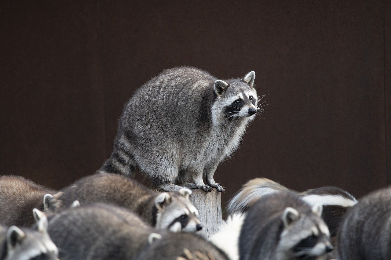 découvrez la beauté et la diversité de la faune sauvage à travers des rencontres fascinantes et des paysages à couper le souffle. explorez les habitats naturels des animaux et apprenez des informations captivantes sur leur comportement et leur écosystème.