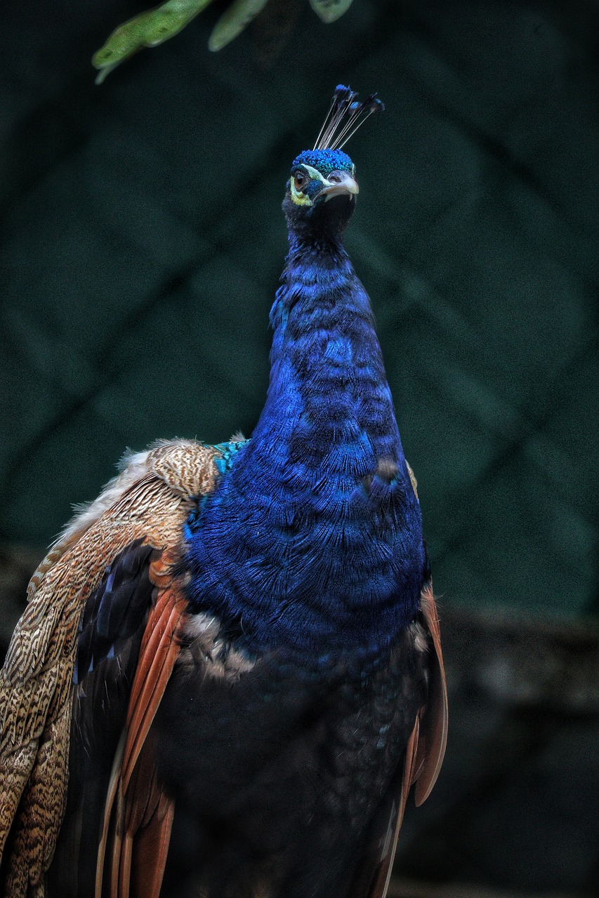 découvrez la faune dans toute sa splendeur grâce à notre exploration de la wildlife. plongez dans l'univers fascinant des animaux sauvages, de leurs habitats naturels à leur comportement unique. une aventure inoubliable vous attend!