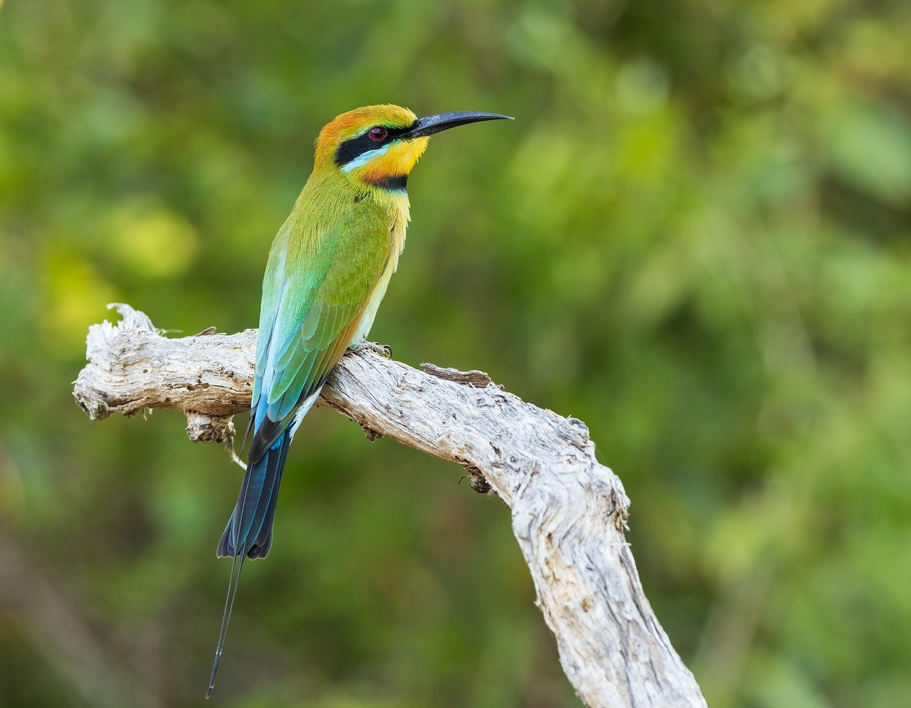 découvrez la beauté et la diversité de la faune sauvage à travers des articles captivants, des photos époustouflantes et des conseils pour protéger notre patrimoine naturel.