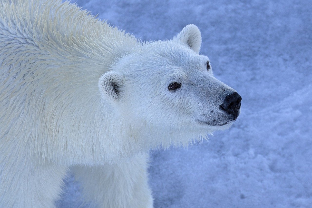 découvrez l'importance de la sensibilisation à la conservation de la faune. protégez notre biodiversité, apprenez à préserver les habitats naturels et engagez-vous pour un avenir durable. ensemble, faisons la différence pour les espèces menacées.