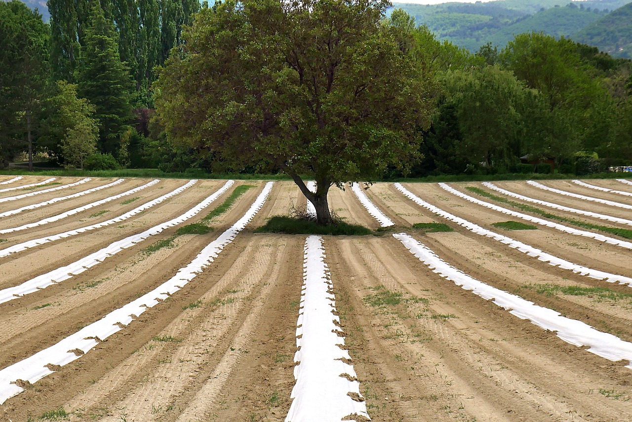 découvrez l'agroécologie, une approche durable de l'agriculture qui allie pratiques respectueuses de l'environnement et rentabilité économique. apprenez comment cette méthode favorise la biodiversité, la santé des sols et la résilience des écosystèmes tout en soutenant les communautés agricoles.