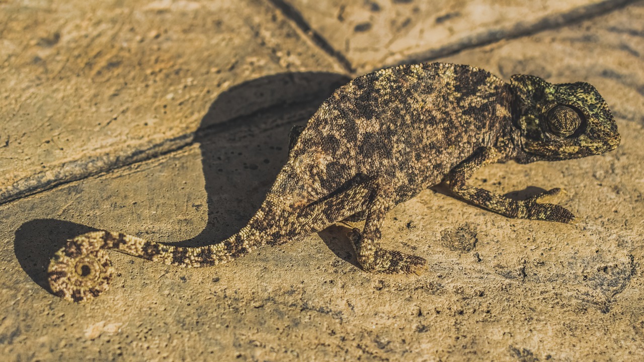 découvrez comment l'adaptation joue un rôle clé dans notre capacité à évoluer face aux changements, que ce soit sur le plan personnel, professionnel ou environnemental. apprenez les stratégies et les exemples inspirants qui montrent l'importance de s'ajuster et d'innover dans un monde en constante mutation.