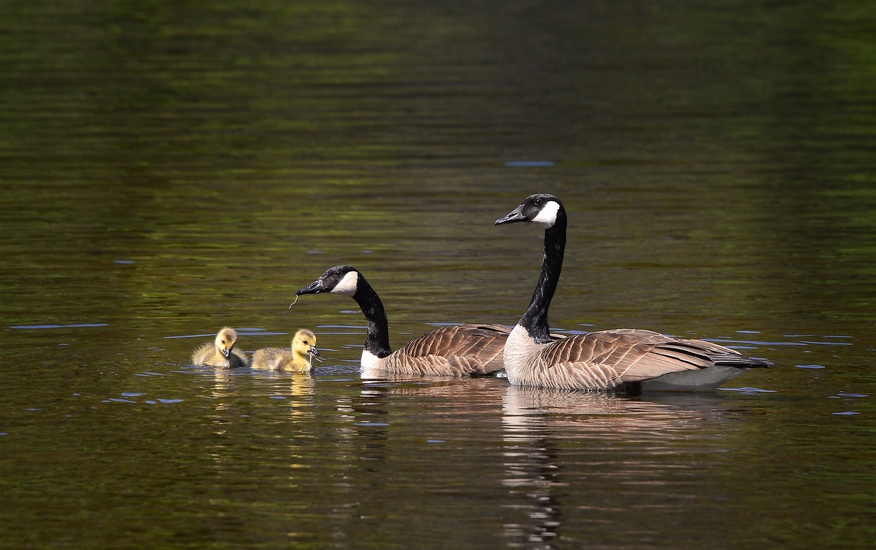 découvrez l'importance de la biodiversité et son impact sur notre planète. explorez les différentes espèces, leurs écosystèmes et comment préserver cette richesse naturelle pour les générations futures.